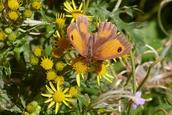 Gatekeeper butterfly ragwort.jpg